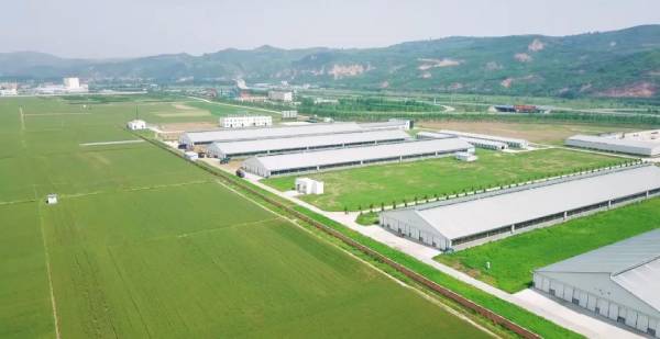 草莓视频下载APP甄选北纬34°｜好牧场，成就新鲜好奶源
